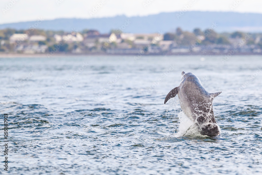 Obraz premium Happy, playful wild dolphins breaching and jumping out of water while hunting for migrating atlantic salmon