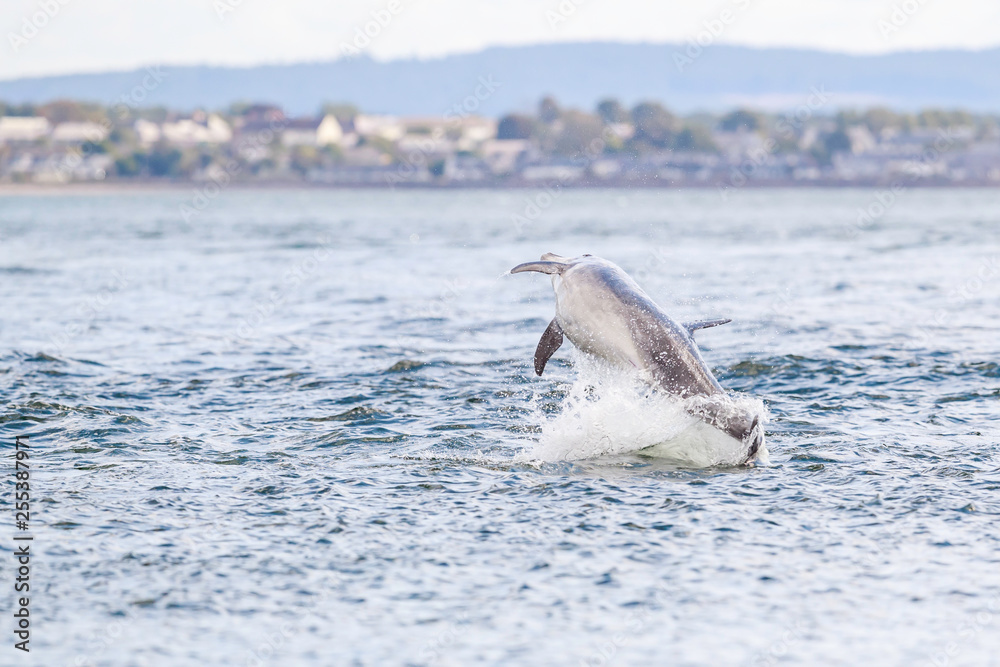 Obraz premium Happy, playful wild dolphins breaching and jumping out of water while hunting for migrating atlantic salmon