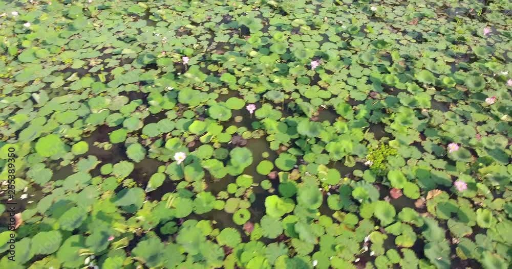 drone panning shot revealing lotus field in pond. Small village as backdrop drone panning shot revealing lotus field in pond. Small village as backdrop