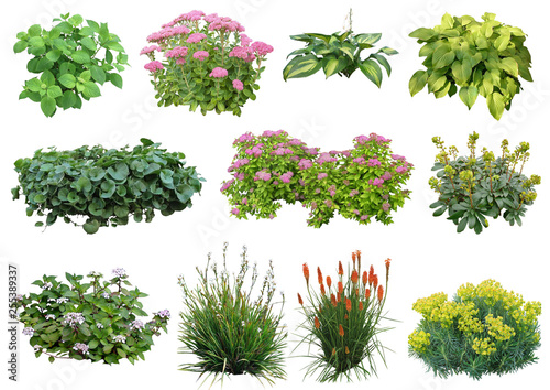 Plante détourée (plantes vivaces, hortensia, euphorbe, sedum...)