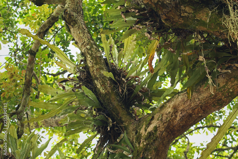Tropical rain forest in eastern Africa. A pristine nature with huge trees and epiphytic ferns. Tropical rain forest in eastern Africa. A pristine nature with huge trees and epiphytic ferns.