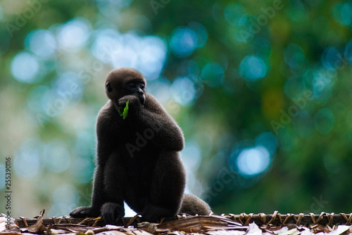 Mono en la selva amazónica photo