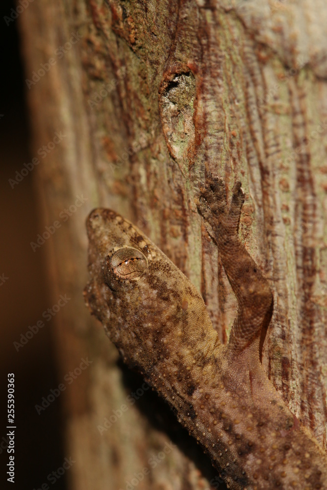 Tropical house gecko, a common reptile species occurring around human settlement in tropical Africa.