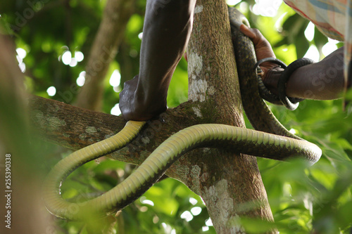 Catching Jamesons green mamba. A highly venomous species occurring in Eastern Africa. photo