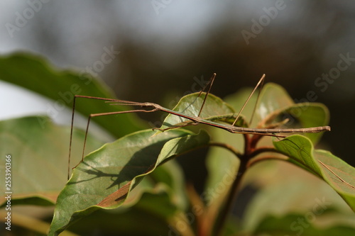 Obraz na plátně A stick insect, an animal pretending to be the plant, common in tropical regions