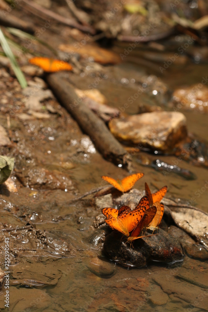 African leoprad fritillaries drinking water on the bank of river in a tropical forest in Africa. African leoprad fritillaries drinking water on the bank of river in a tropical forest in Africa.