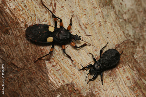 Two-spotted assassin bug, a venomous predatory true bug of west and southwest African origin. An adult and a nymph resting on a tree bark. photo