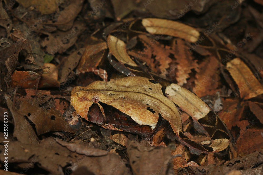 Large gaboon viper hiding in the old leaves. An extremly venomous snake species with cryptic color, living in Central and Eastern Africa, in its natural habitat. Large gaboon viper hiding in the old leaves. An extremly venomous snake species with cryptic color, living in Central and Eastern Africa, in its natural habitat.