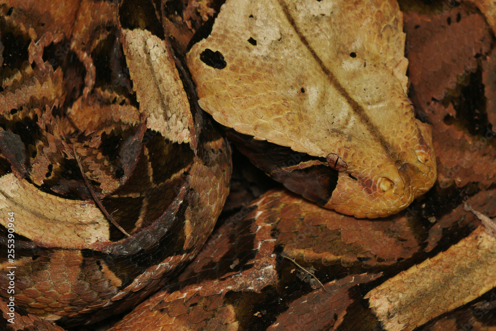 Large gaboon viper hiding in the old leaves. An extremly venomous snake species with cryptic color, living in Central and Eastern Africa, in its natural habitat. Large gaboon viper hiding in the old leaves. An extremly venomous snake species with cryptic color, living in Central and Eastern Africa, in its natural habitat.