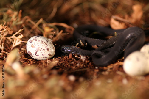 Montane egg-eating snake on a close up picture in its natural environment. A common african species feeding on eggs.  photo