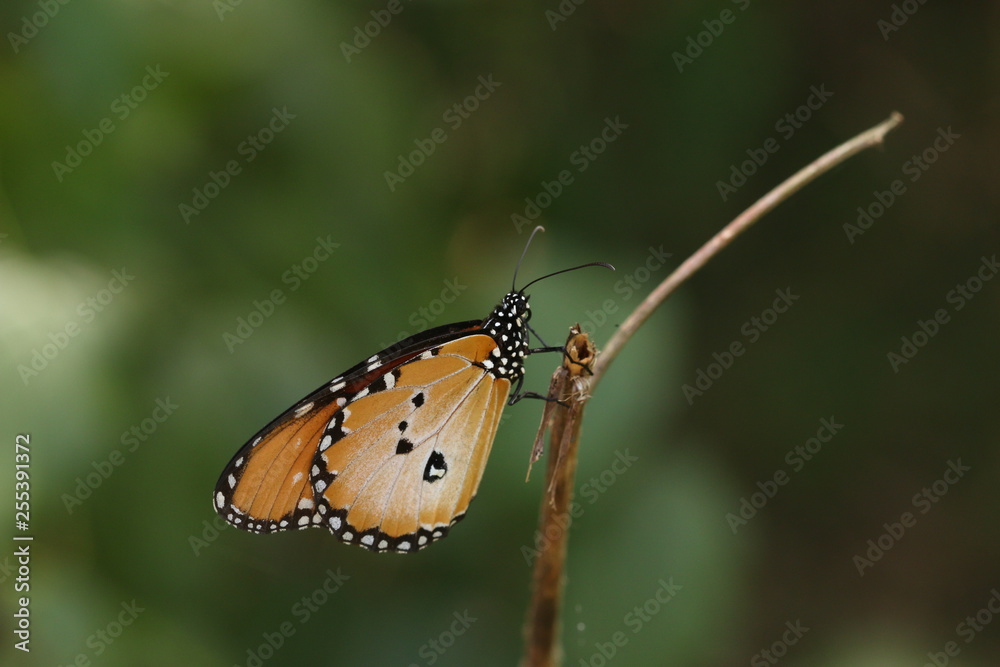 The plain tiger, also known as African queen. A medium-sized butterfly widespread in Asia, Australia and Africa. The plain tiger, also known as African queen. A medium-sized butterfly widespread in Asia, Australia and Africa.