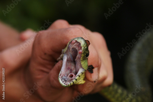 Catching Jamesons green mamba. A highly venomous species occurring in Eastern Africa. photo