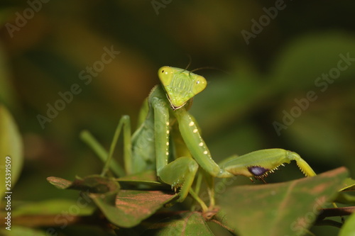 African preying mantis walking through the vegetation. A predatory insect species inhabiting bushes and grasslands.