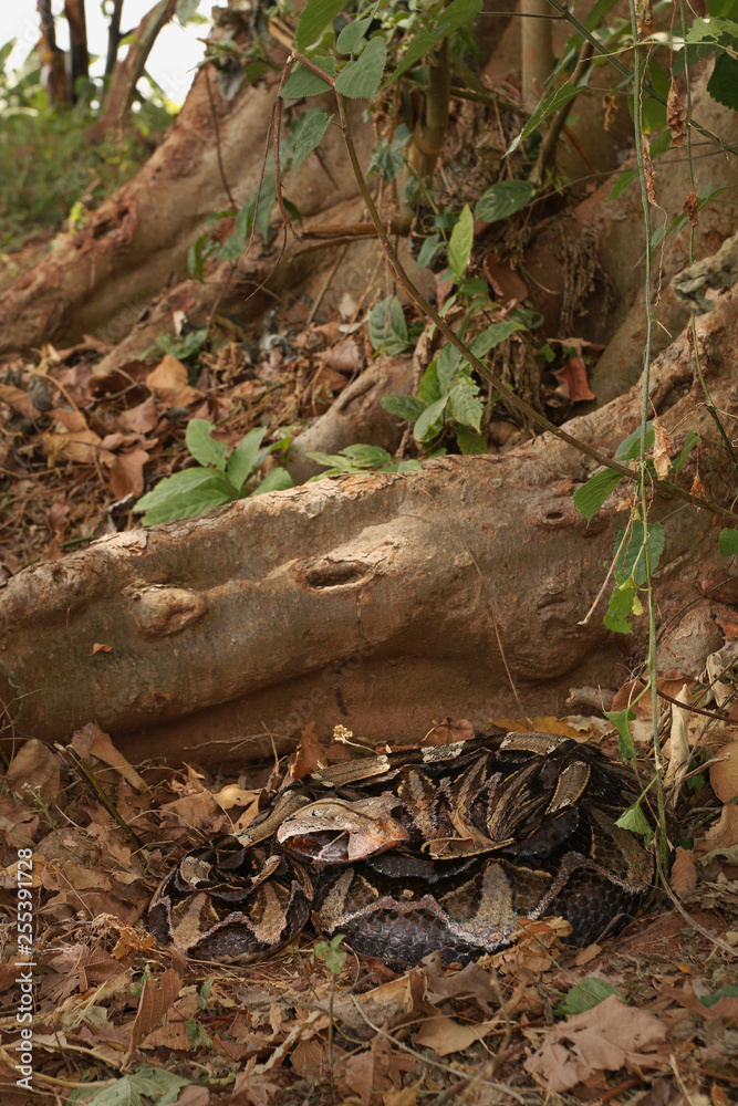 Large gaboon viper hiding in the old leaves. An extremly venomous snake species with cryptic color, living in Central and Eastern Africa, in its natural habitat. Large gaboon viper hiding in the old leaves. An extremly venomous snake species with cryptic color, living in Central and Eastern Africa, in its natural habitat.
