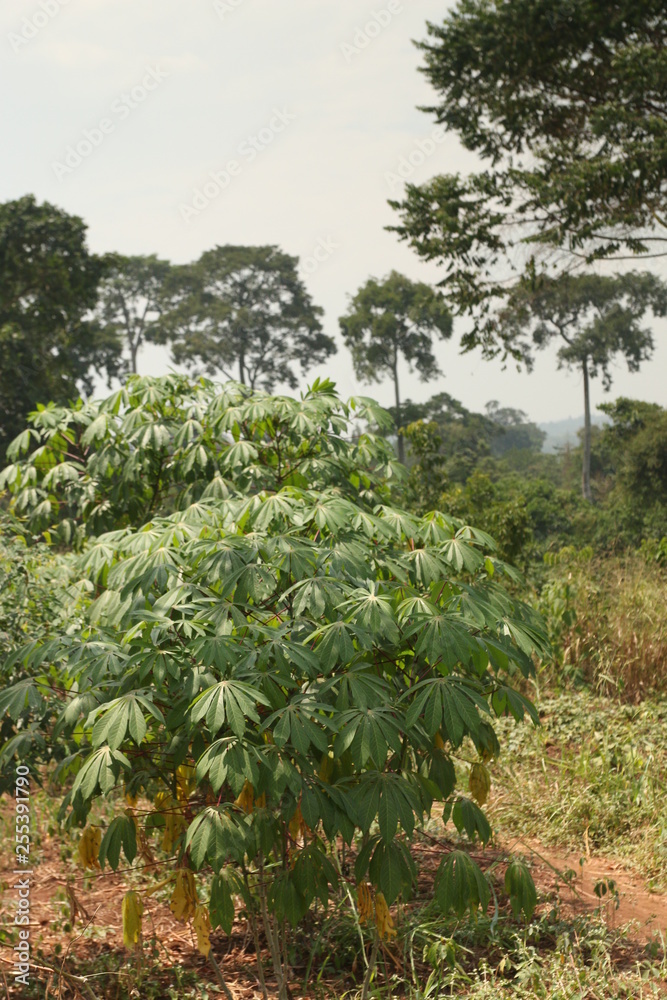 Plantation of manioc in Eastern Afrieca. A typical plant in tropical regions with edible tubers.