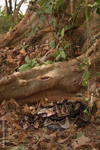 Large gaboon viper hiding in the old leaves. An extremly venomous snake species with cryptic color, living in Central and Eastern Africa, in its natural habitat.