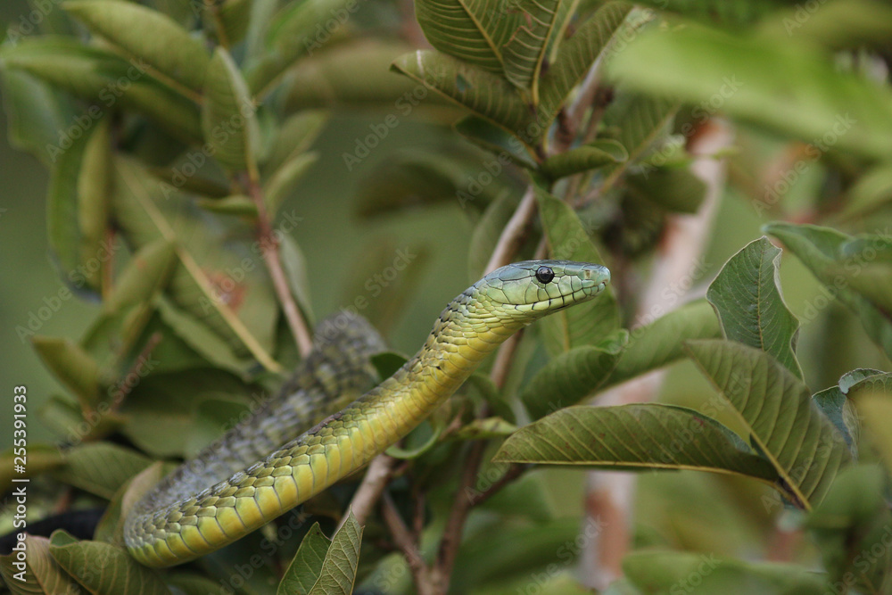 Obraz premium Jamesons green mamba hiding in the vegetation. A highly venomous species occurring in Eastern Africa, showing warning behavior.