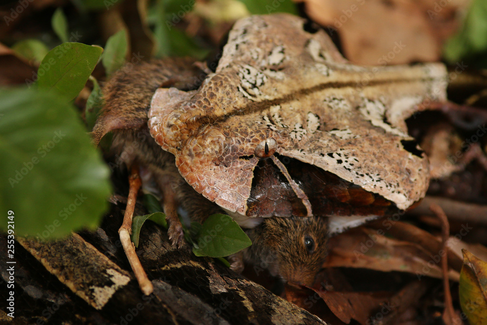 Large gaboon viper feeding on a forest rat. An extremly venomous snake species with cryptic color, living in Central and Eastern Africa.