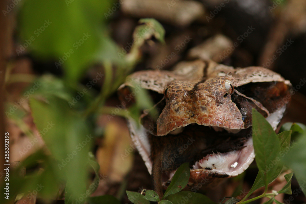 Large gaboon viper feeding on a forest rat. An extremly venomous snake species with cryptic color, living in Central and Eastern Africa. Large gaboon viper feeding on a forest rat. An extremly venomous snake species with cryptic color, living in Central and Eastern Africa.