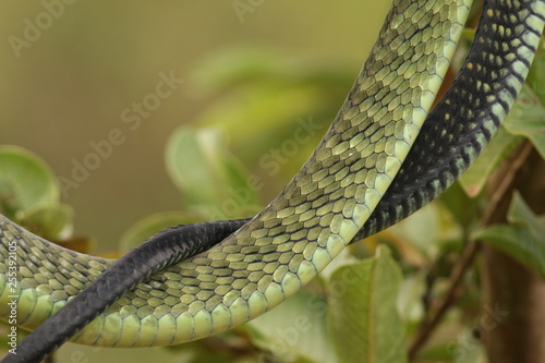 Jamesons green mamba hiding in the vegetation. A highly venomous species occurring in Eastern Africa, showing warning behavior. photo