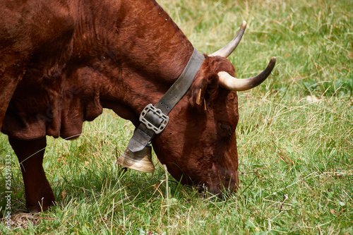 Vache comtoise ou pas ? photo