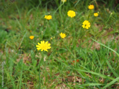 seaside yellow daisy flowers