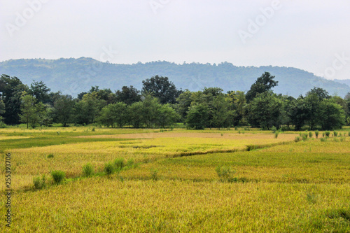 Green field of wheat in india