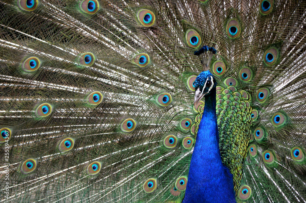 Fototapeta premium peacock with feathers out
