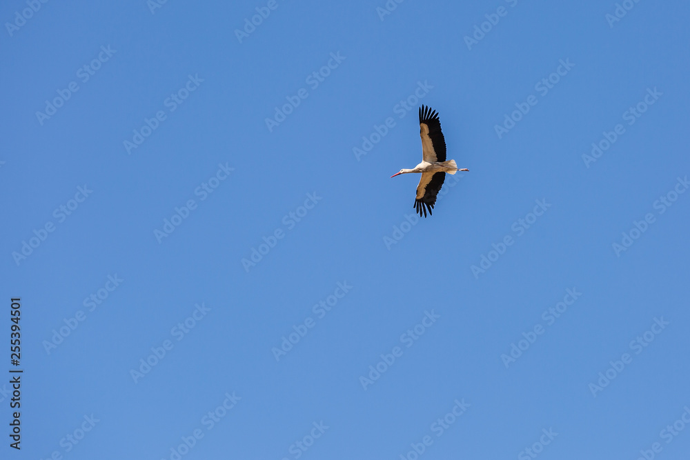 View of a flying adult stork against a blue sky View of a flying adult stork against a blue sky