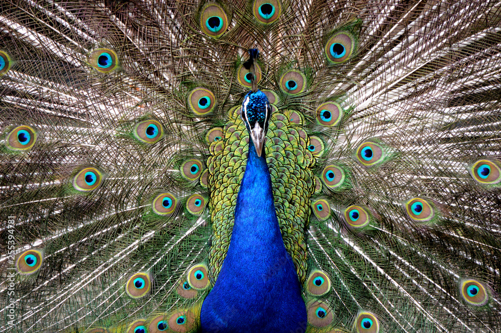 Obraz premium peacock with feathers out