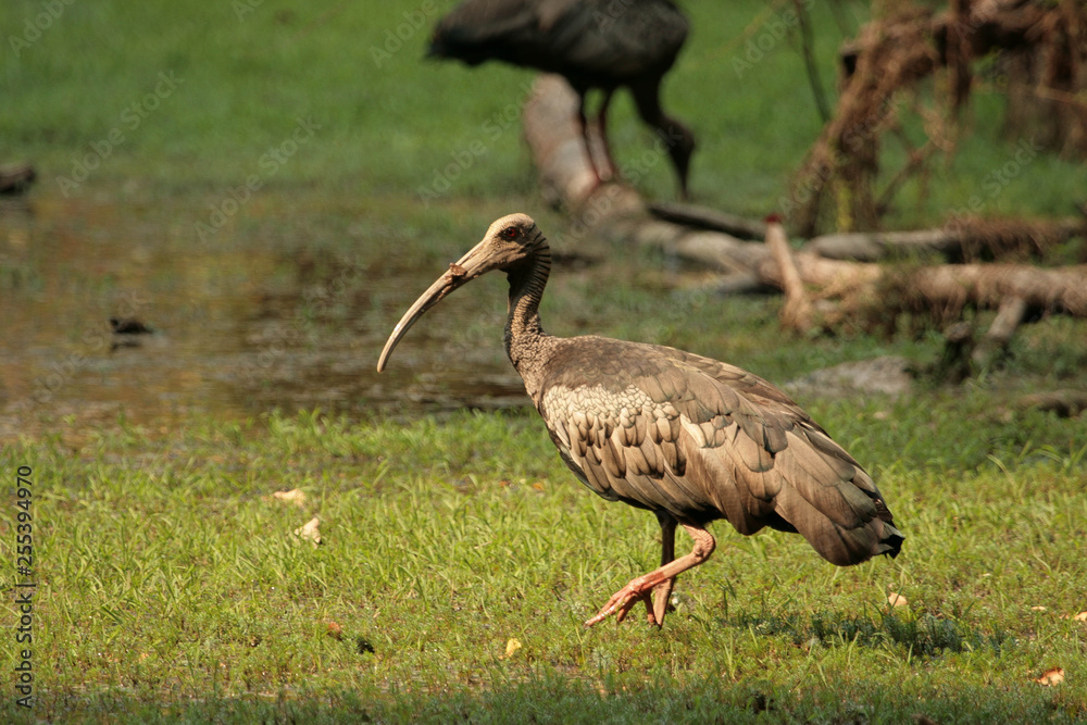 Giant Ibis Giant Ibis