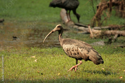 Giant Ibis
