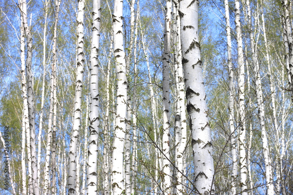 Fototapeta premium Young birch with black and white birch bark in spring in birch grove against the background of other birches
