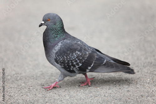 pigeon walking on the ground