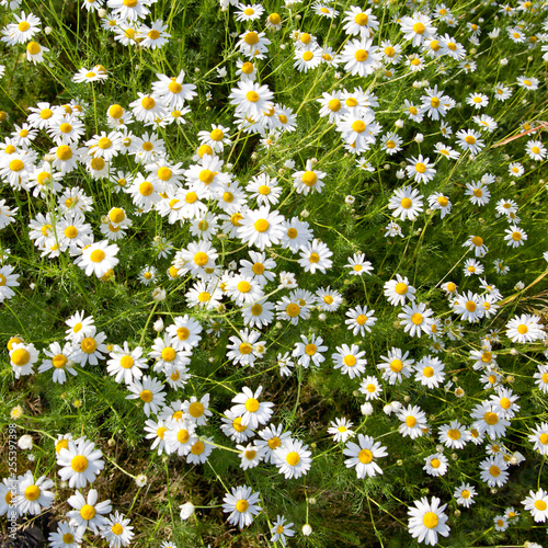 Many chamomile flowers in the meadow, top view.