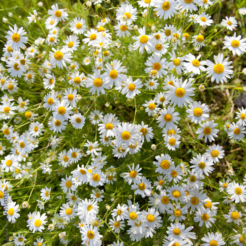 Many chamomile flowers in the meadow, top view.