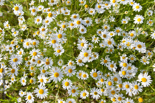 Many chamomile flowers in the meadow, top view.