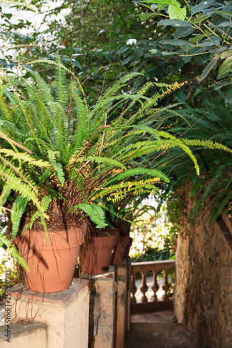 Fern in pots. Old garden.