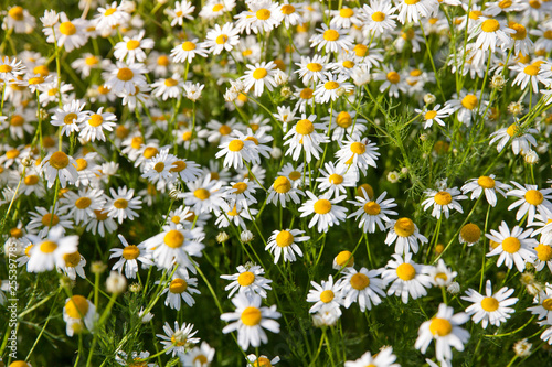 Many chamomile flowers in the meadow, top view.