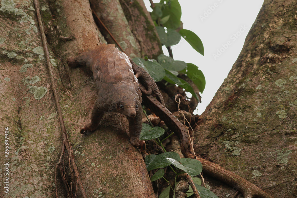 Female of the tree pangolin with a baby climbing the tree. The species is also known as the white-bellied pangolin or three-cusped pangolin. The species is endangered due to poaching. Female of the tree pangolin with a baby climbing the tree. The species is also known as the white-bellied pangolin or three-cusped pangolin. The species is endangered due to poaching.