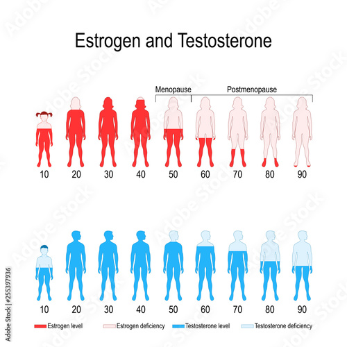 Estrogen and testosterone hormone levels photo