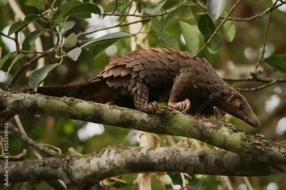 The tree pangolin, also known as the white Biology Diagrams