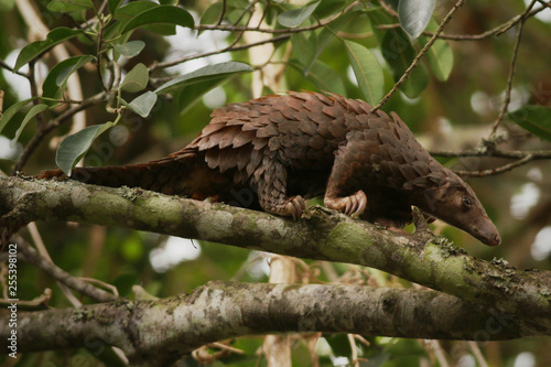 The tree pangolin, also known as the white-bellied pangolin or three-cusped pangolin, it is the most common of the African forest pangolins. The species is endangered due to poaching and habitat loss.