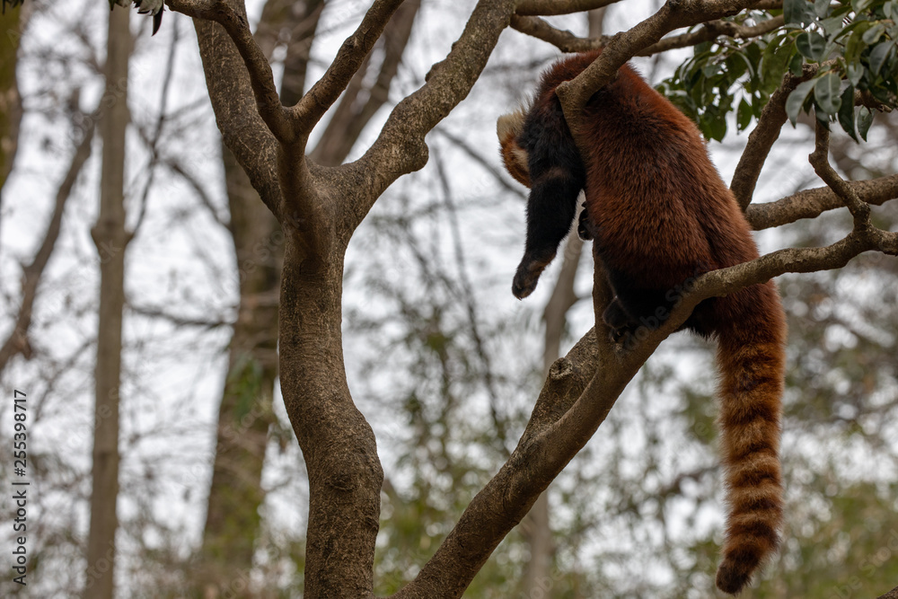 Obraz premium レッサーパンダ