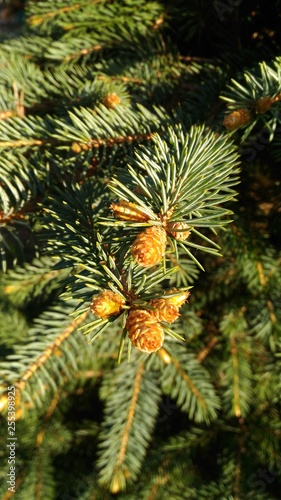 fir with cones