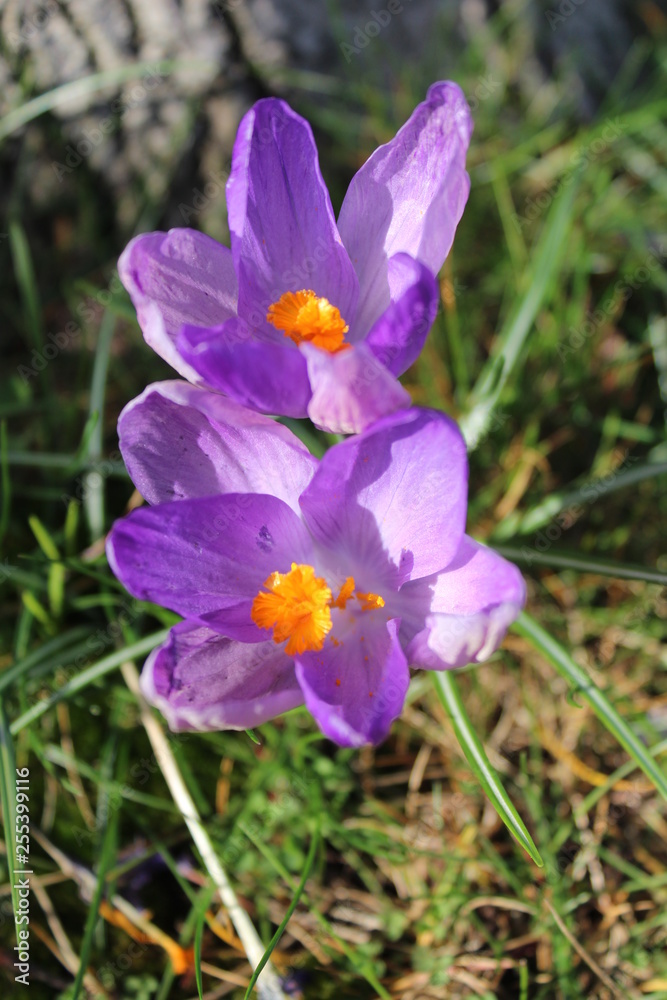 Crocuses in flower on a sunny spring day