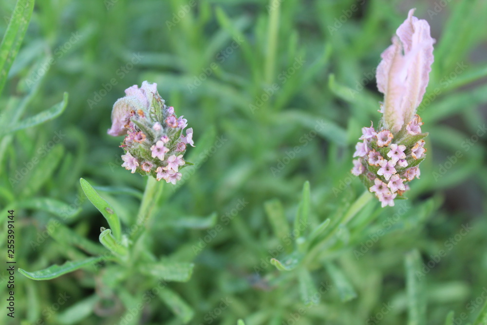 lavender starting to wake on a sunny spring day. You can see the buds starting to open up lavender starting to wake on a sunny spring day. You can see the buds starting to open up