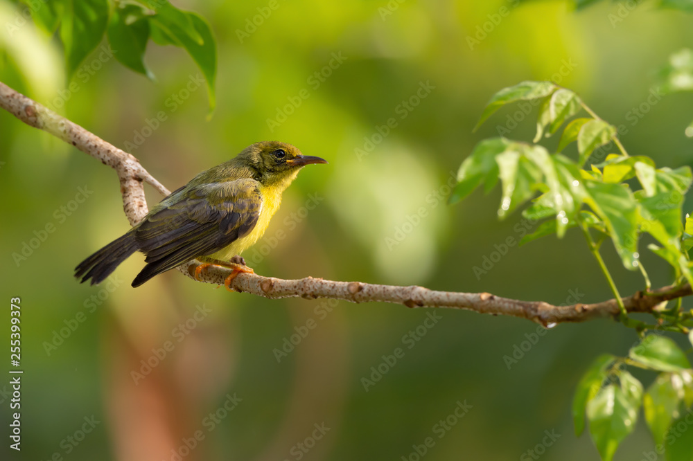 Close up of Juvenile sunbird,side view..Brown throated sunbird juvenile with fluffy yellow plumage perching on branch waiting feeding from parent with natural blurred green background.. Close up of Juvenile sunbird,side view..Brown throated sunbird juvenile with fluffy yellow plumage perching on branch waiting feeding from parent with natural blurred green background..