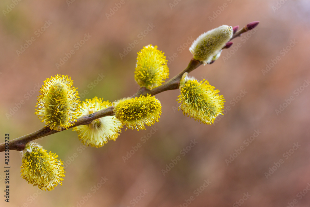 sprig of flowering willow on a natural background, spring easter concept sprig of flowering willow on a natural background, spring easter concept