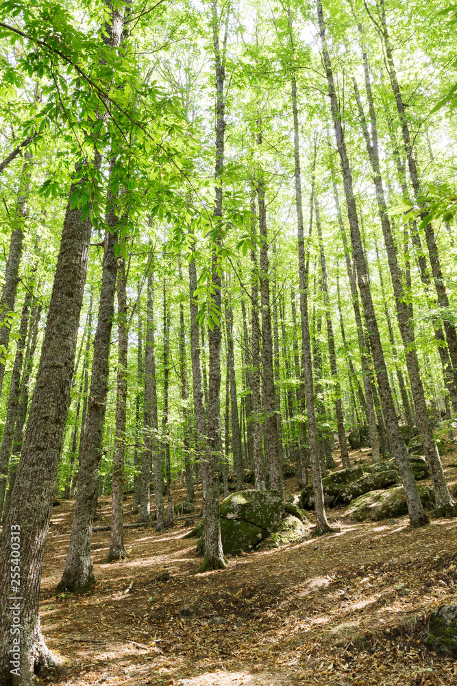 path in an old green forest of chestnut trees path in an old green forest of chestnut trees